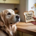Are You Feeding This to Your Dog? Most People Do It Wrong